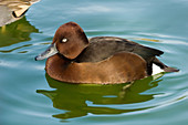 Ferruginous Pochard