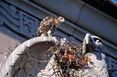 Young red-tailed hawks