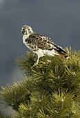 Red-tailed Hawk