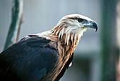 Pallas' sea eagle