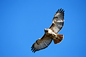 Red-tailed Hawk