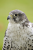 Gyrfalcon