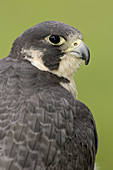 Peregrine Falcon