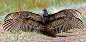 Turkey Vulture pair (Cathartes aura)