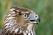 Cooper's Hawk