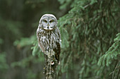 Great gray owl,Yellowstone National Park