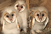 Barn Owlets