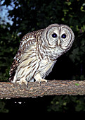Adult Female Barred Owl (Strix varia)