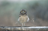 Burrowing Owl