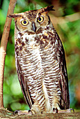 Great Horned Owl (Buto virginianus)