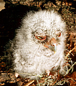 Young Screech Owl