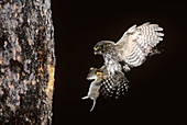 Northern Pygmy Owl flying to nest with prey