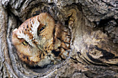 Eastern Screech-Owl