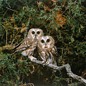 Saw-whet Owls