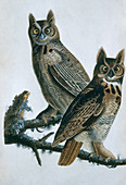 Audubon's Great Horned Owls