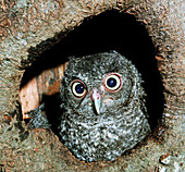 Young Screech Owl (Otis asio)