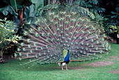 Peacock displaying