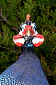 Domestic Guinea Fowl