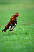 Wild Hawaiian rooster