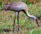 Adult Sandhill Crane