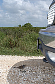 Killdeer defending nest