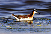 Wilsons Phalarope