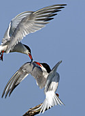 Common Tern