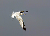 Least Tern