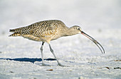 Long-billed Curlew