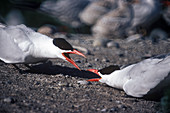 Caspian terns fighting