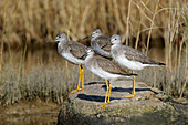 Greater Yellowlegs