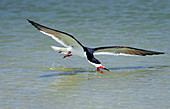 Black Skimmer