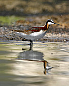 Wilson's Phalarope