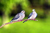 Pair of Mourning Doves (Zenaida macroura)