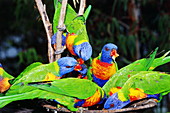 Rainbow lorikeets