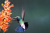 Broad-billed hummingbird