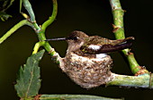 Black chin hummingbird in its nest
