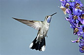 Blue-throated hummingbird