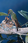 Buff-bellied Hummingbird at nest