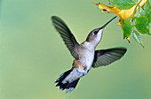 Ruby Throated Hummingbird