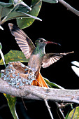 Buff-bellied Hummingbird at Nest