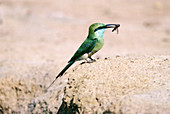 Small Green Bee-eater