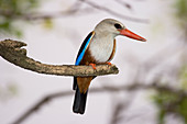 Gray-headed Kingfisher