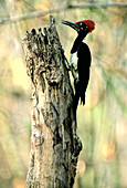 'White-bellied Woodpecker,Cambodia'