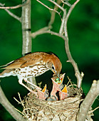 Wood thrush at nest