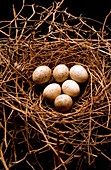 Green jay nest