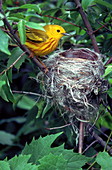 Yellow warbler at its nest