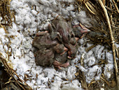 Common Raven nest