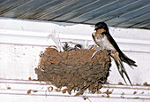 Barn Swallow at nest with young