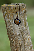 Male eastern bluebird in his nest